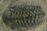 Detailed Reedops Trilobite - Atchana, Morocco #376982-1